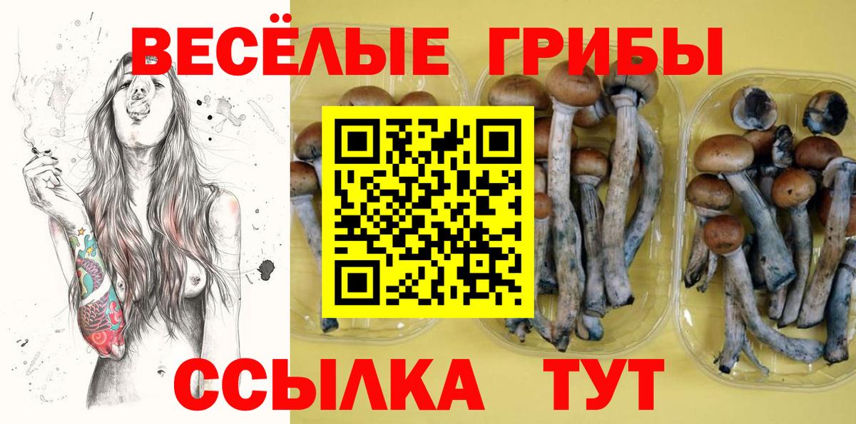 Галлюциногенные грибы Psilocybe Звенигород